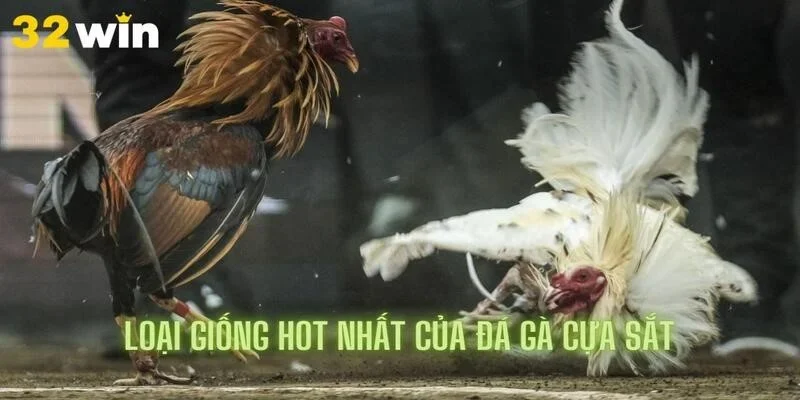 Điểm qua một số loại giống hot nhất của đá gà 32win