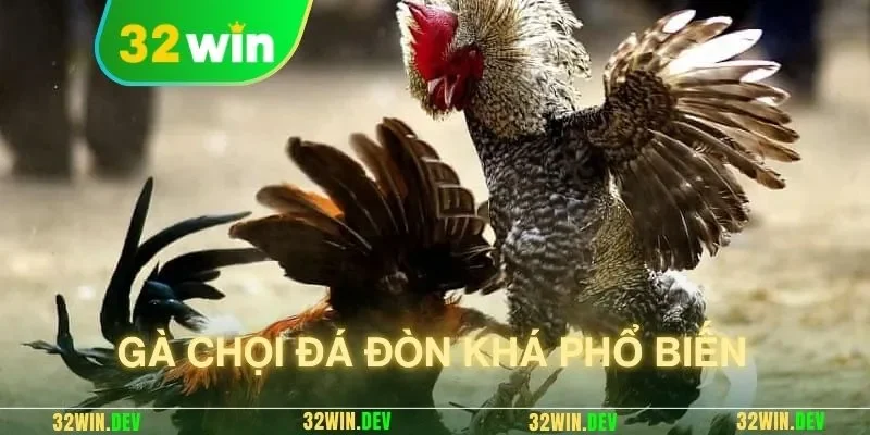 Gà chọi đá đòn khá phổ biến 