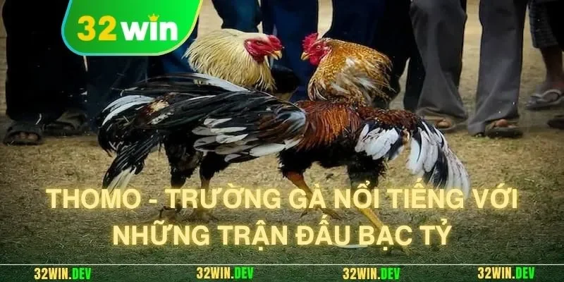 Thomo - Trường gà nổi tiếng với những trận đấu bạc tỷ