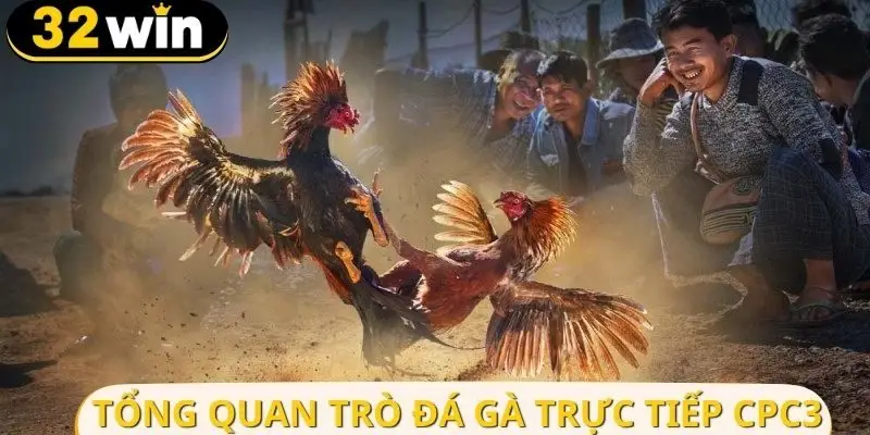 Giới thiệu loại hình đá gà trực tiếp CPC3