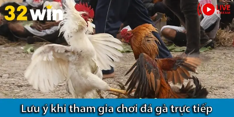 Các hình thức đá gà hiện nay và các lưu ý khi đá gà mạng trực tiếp